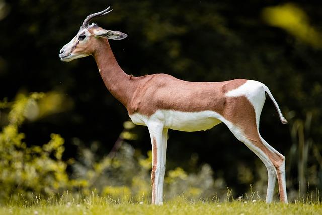 Styling Tips for making ‍the ⁣Most of Your Gazelles