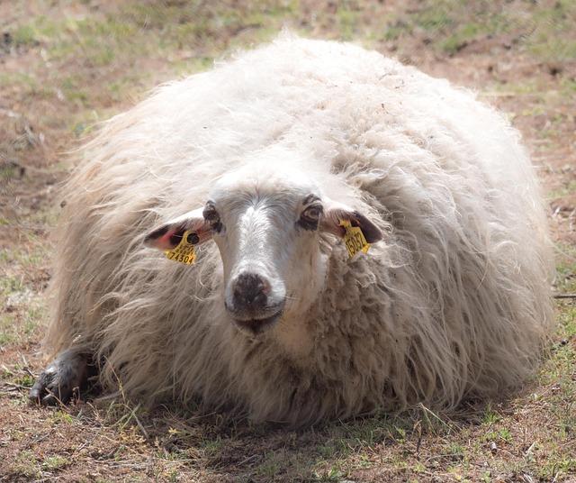 NatureS Insulation: Unveiling the Power of Merino Wool