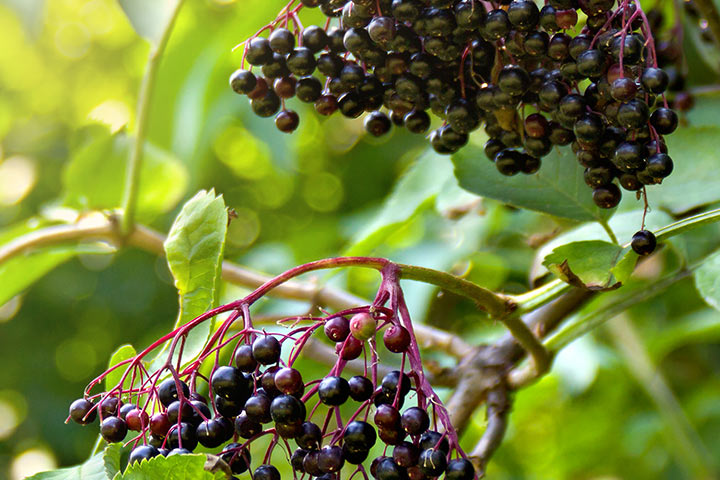 12 Effectively being Benefits Of Elderberry, Makes use of, Dosage, And Recipes