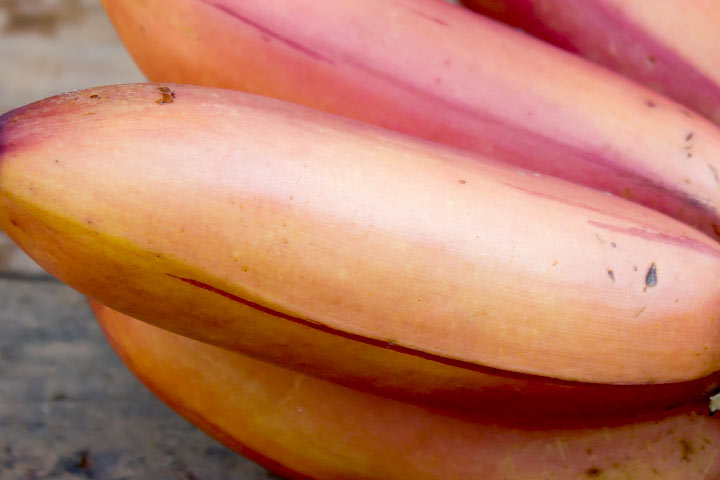 9 Pink Banana Benefits And How They Are Fully completely different From Yellow