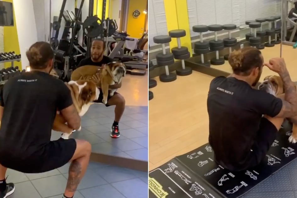 Watch Lewis Hamilton Crush a Quick Train With the Most interesting Teaching Confederate: His Bulldog, Roscoe