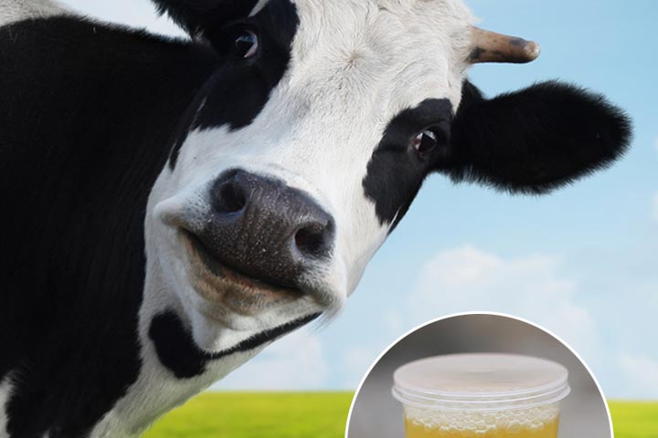 Cow Urine Benefits: Makes use of And Aspect Outcomes Of Ingesting It