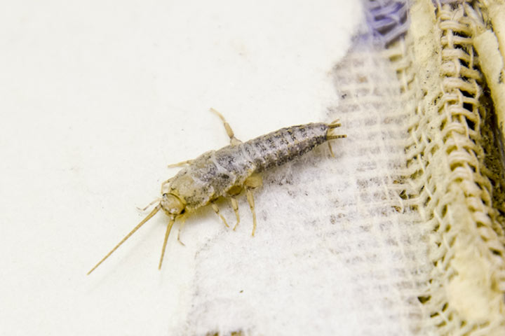 10 Pure Strategies To Get Rid Of Silverfish & Prevention Concepts