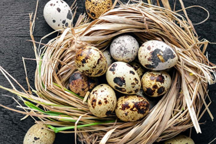 Quail Eggs: 18 Essential Well being Advantages, Vitamin, And Aspect Results