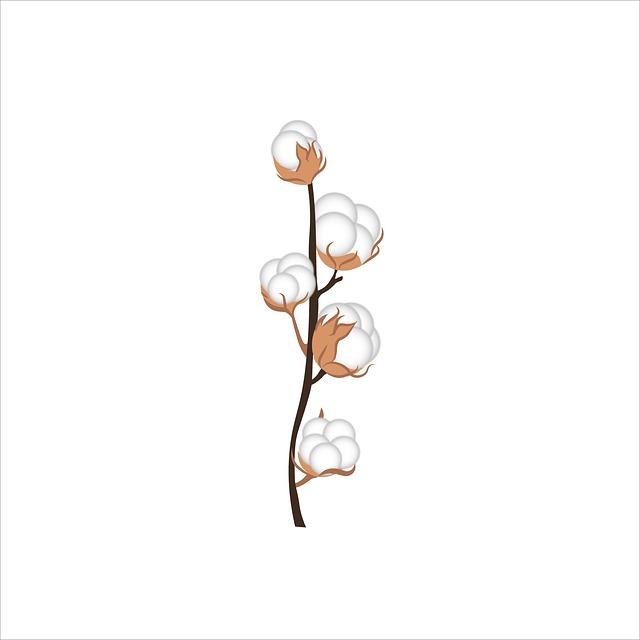 Best Organic Cotton Tees in 2025 – Comfort Meets Conscience